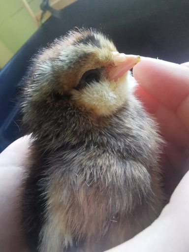 Little Chick